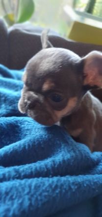 Französische Bulldoggen Hündinnen