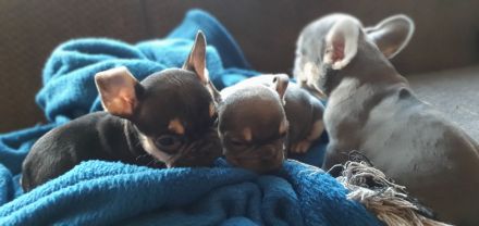 Französische Bulldoggen Hündinnen