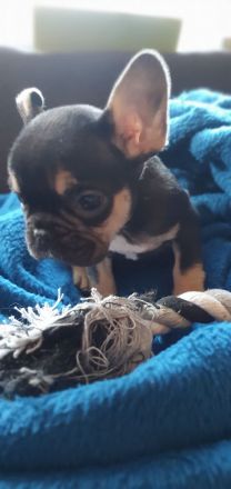 Französische Bulldoggen Hündinnen