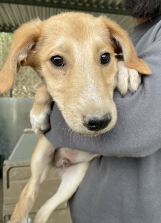 Chicago, geb. ca. 07/2023, lebt in GRIECHENLAND, auf einer privaten Pflegestelle