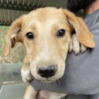 Chicago, geb. ca. 07/2023, lebt in GRIECHENLAND, auf einer privaten Pflegestelle