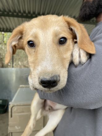 Chicago, geb. ca. 07/2023, lebt in GRIECHENLAND, auf einer privaten Pflegestelle