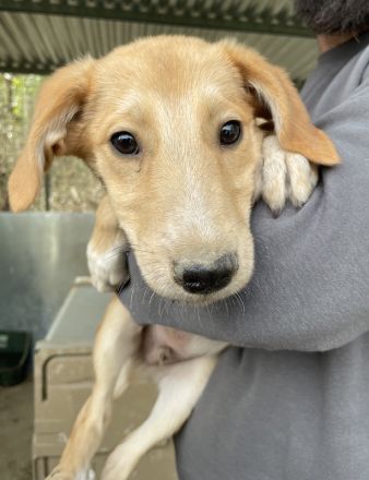 Chicago, geb. ca. 07/2023, lebt in GRIECHENLAND, auf einer privaten Pflegestelle