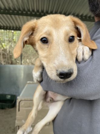 Chicago, geb. ca. 07/2023, lebt in GRIECHENLAND, auf einer privaten Pflegestelle