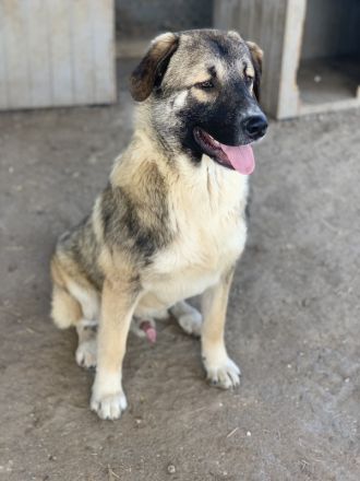 Davio, geb. ca. 06/2023, lebt in GRIECHENLAND, im städt. Tierheim Serres