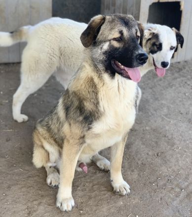 Davio, geb. ca. 06/2023, lebt in GRIECHENLAND, im städt. Tierheim Serres