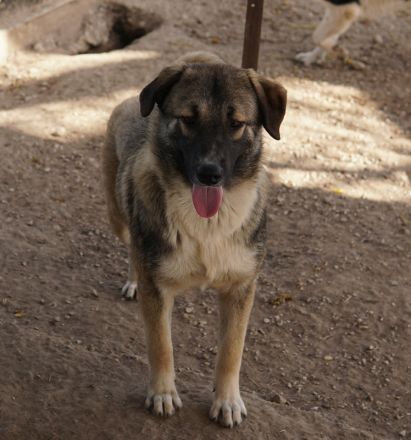 Davio, geb. ca. 06/2023, lebt in GRIECHENLAND, im städt. Tierheim Serres