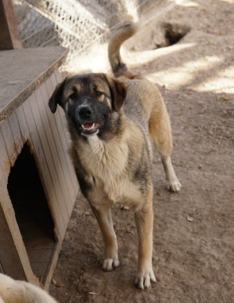 Davio, geb. ca. 06/2023, lebt in GRIECHENLAND, im städt. Tierheim Serres