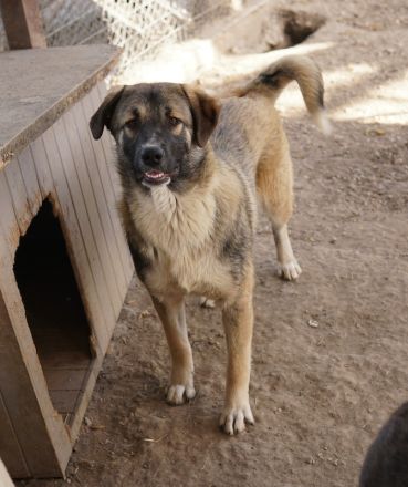 Davio, geb. ca. 06/2023, lebt in GRIECHENLAND, im städt. Tierheim Serres