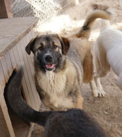 Davio, geb. ca. 06/2023, lebt in GRIECHENLAND, im städt. Tierheim Serres