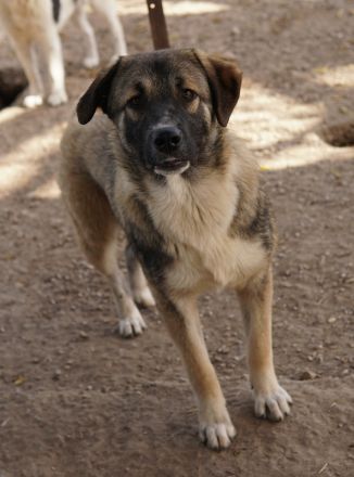 Davio, geb. ca. 06/2023, lebt in GRIECHENLAND, im städt. Tierheim Serres