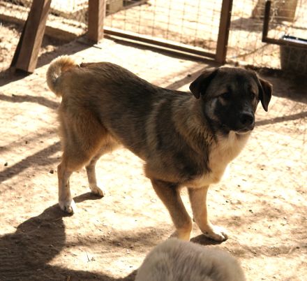 Davio, geb. ca. 06/2023, lebt in GRIECHENLAND, im städt. Tierheim Serres