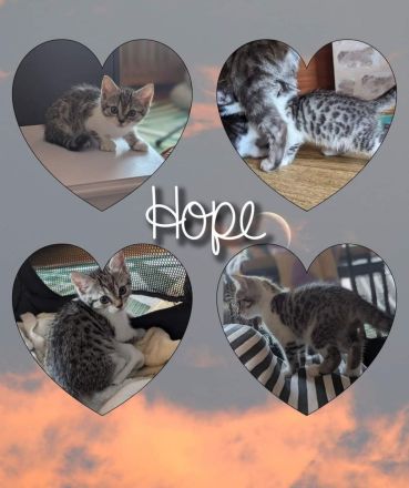 Süße Babykatze mit Zubehör