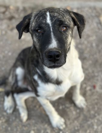 Filino, geb. ca. 07/2023, lebt in GRIECHENLAND, auf einer privaten Pflegestelle