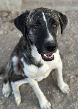 Filino, geb. ca. 07/2023, lebt in GRIECHENLAND, auf einer privaten Pflegestelle