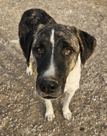 Filino, geb. ca. 07/2023, lebt in GRIECHENLAND, auf einer privaten Pflegestelle