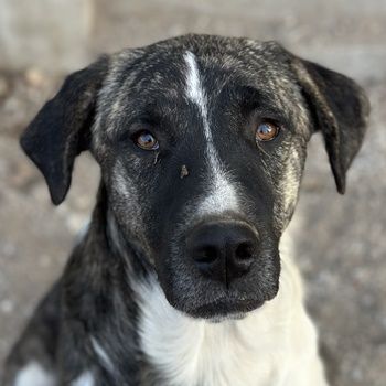 Filino, geb. ca. 07/2023, lebt in GRIECHENLAND, auf einer privaten Pflegestelle