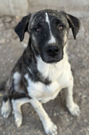 Filino, geb. ca. 07/2023, lebt in GRIECHENLAND, auf einer privaten Pflegestelle