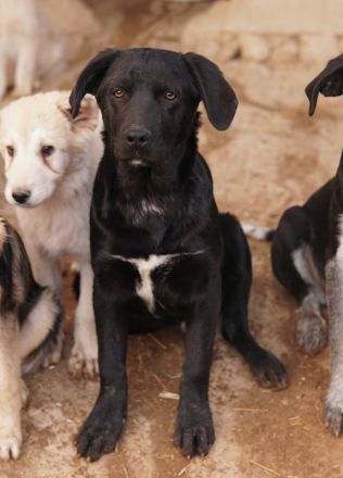 Johannes, geb. ca. 07/2023, lebt in GRIECHENLAND, auf einer privaten Pflegestelle