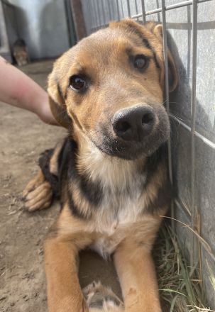 Houston, geb. ca. 07/2023, lebt in GRIECHENLAND, auf einer privaten Pflegestelle