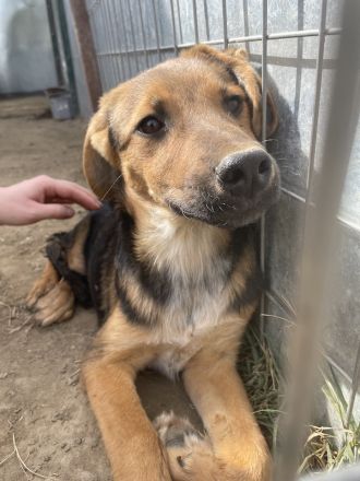 Houston, geb. ca. 07/2023, lebt in GRIECHENLAND, auf einer privaten Pflegestelle