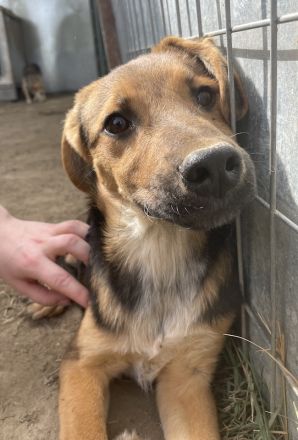 Houston, geb. ca. 07/2023, lebt in GRIECHENLAND, auf einer privaten Pflegestelle