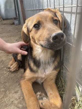 Houston, geb. ca. 07/2023, lebt in GRIECHENLAND, auf einer privaten Pflegestelle