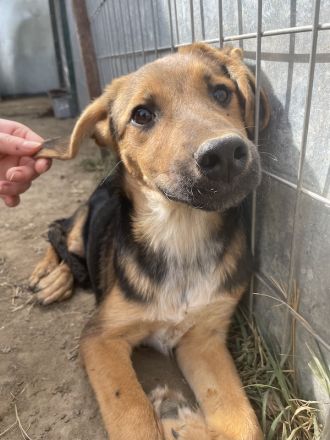 Houston, geb. ca. 07/2023, lebt in GRIECHENLAND, auf einer privaten Pflegestelle