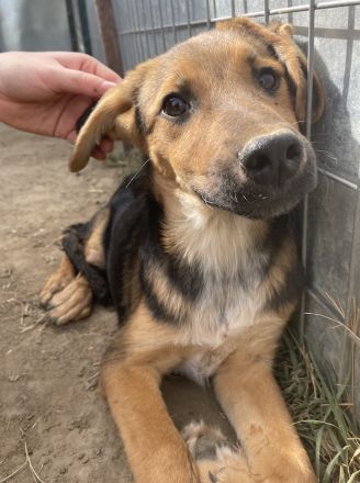 Houston, geb. ca. 07/2023, lebt in GRIECHENLAND, auf einer privaten Pflegestelle