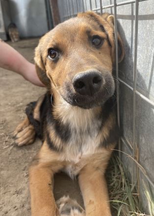 Houston, geb. ca. 07/2023, lebt in GRIECHENLAND, auf einer privaten Pflegestelle