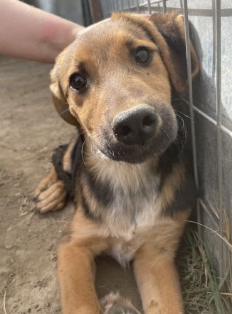 Houston, geb. ca. 07/2023, lebt in GRIECHENLAND, auf einer privaten Pflegestelle