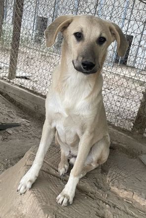 Hänschen, geb. ca. 03/2023, lebt in GRIECHENLAND, im städt. Tierheim Serres