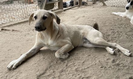 Hänschen, geb. ca. 03/2023, lebt in GRIECHENLAND, im städt. Tierheim Serres