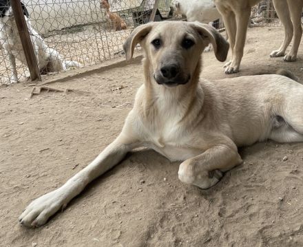 Hänschen, geb. ca. 03/2023, lebt in GRIECHENLAND, im städt. Tierheim Serres