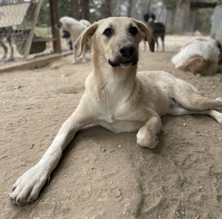 Hänschen, geb. ca. 03/2023, lebt in GRIECHENLAND, im städt. Tierheim Serres