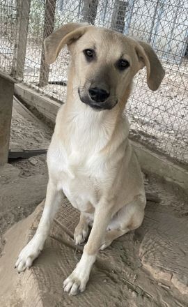 Hänschen, geb. ca. 03/2023, lebt in GRIECHENLAND, im städt. Tierheim Serres
