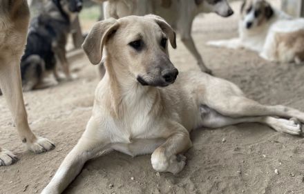 Hänschen, geb. ca. 03/2023, lebt in GRIECHENLAND, im städt. Tierheim Serres