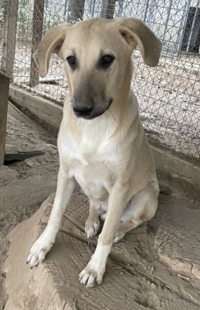 Hänschen, geb. ca. 03/2023, lebt in GRIECHENLAND, im städt. Tierheim Serres