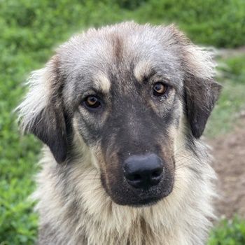 Hagan, geb. ca. 03/2023, lebt in GRIECHENLAND, im städt. Tierheim Serres