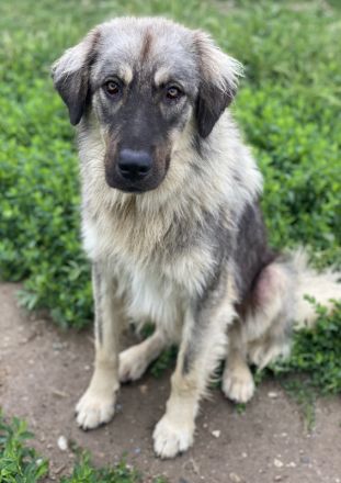 Hagan, geb. ca. 03/2023, lebt in GRIECHENLAND, im städt. Tierheim Serres