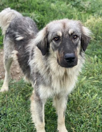 Hagan, geb. ca. 03/2023, lebt in GRIECHENLAND, im städt. Tierheim Serres