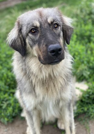 Hagan, geb. ca. 03/2023, lebt in GRIECHENLAND, im städt. Tierheim Serres