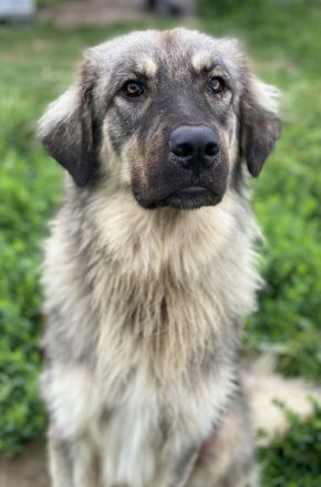 Hagan, geb. ca. 03/2023, lebt in GRIECHENLAND, im städt. Tierheim Serres