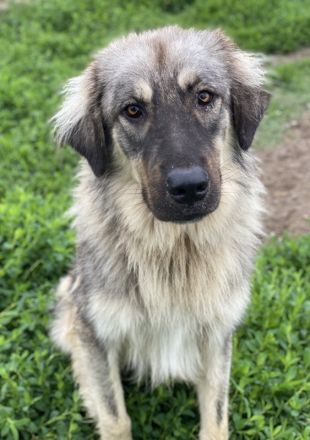 Hagan, geb. ca. 03/2023, lebt in GRIECHENLAND, im städt. Tierheim Serres