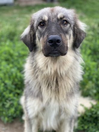 Hagan, geb. ca. 03/2023, lebt in GRIECHENLAND, im städt. Tierheim Serres