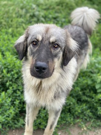 Hagan, geb. ca. 03/2023, lebt in GRIECHENLAND, im städt. Tierheim Serres