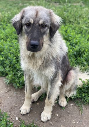 Hagan, geb. ca. 03/2023, lebt in GRIECHENLAND, im städt. Tierheim Serres