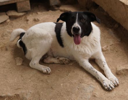 Grecco, geb. ca. 11/2022, lebt in GRIECHENLAND, im städt. Tierheim Serres