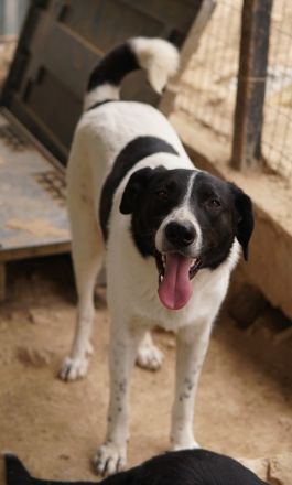 Grecco, geb. ca. 11/2022, lebt in GRIECHENLAND, im städt. Tierheim Serres