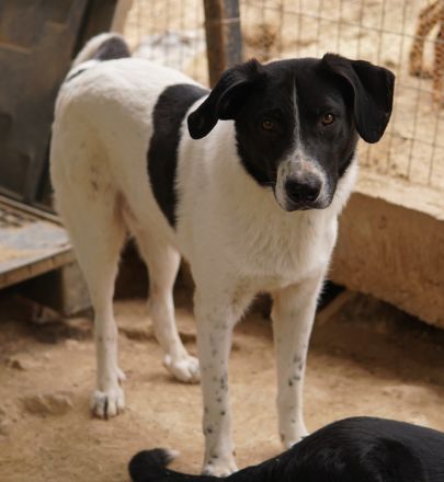 Grecco, geb. ca. 11/2022, lebt in GRIECHENLAND, im städt. Tierheim Serres